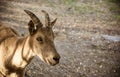 ÃÂ ortrait of a mountain goat. Mountain goat on natural natural background.